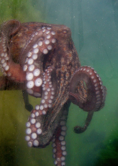 octopi